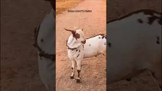 #foryou #goat #page #explore #explorepage @shahgoats