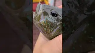 Massive Green Sunfish and of the day!  #fishing #panfish #lake
