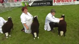 Defaid Balwen | Balwen Sheep