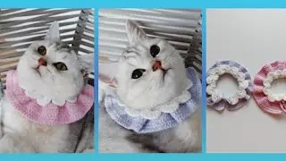 HAYRAN OLACAKSIZ🎈😋#dıy #cat #cats #örgü