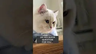 Милейшая британская короткошерстная кошка!