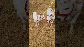 Punganur Miniature Pair for sale @ 7729997225