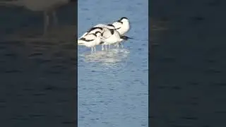 De superbes petits &eacute;chassiers : les Avocettes &eacute;l&eacute;gantes #birds #wildlife #wader #avocet #nature