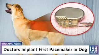 Doctors Implant First Pacemaker in Dog