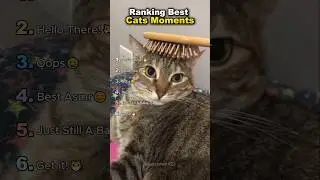 Ranking Best Cat Moments🤪