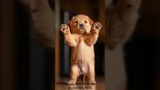 HIGH CUTE LABRADOG 🐶 #animals #shortsvideo #india #subscribe #viralvideo #trending #trendingshorts