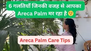 Why areca palm leaves turning brown? | 6 real reasons and solutions 🌱
