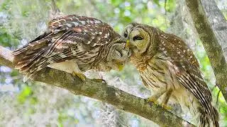 How Does Barred Owl Duet Sounds? Northern barred owl couple voice | Strix varia
