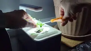 Click & Grow Smart Garden 3 - 17 Day Followup