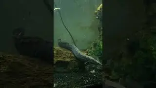 How to make Canadian Nightcrawlers          di🪱🪱appear 🎩  🔮 Tire Track Eel