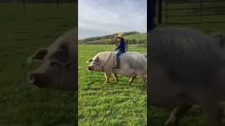 Some kids ride bikes - this one rides his huge pig!