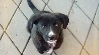 Dog tricks performed by:  Buffy
