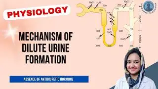 Dilute Urine Formation