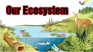 Our Ecosystem | Ecosystem Structure and Functions