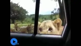 dont mess with animals