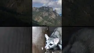 Random Nature Parks Daily:  El Chico, Mexico #mountains #hiking #explore #randomnaturepark