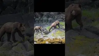 Exploring the Great Bear Rainforest! #wildlife #grizzlies
