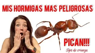 Pogonomyrmex barbatus - Tips de cría