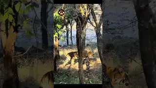 Tiger Shining Like Gold While Walking In The Jungle #shorts