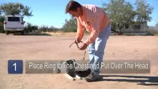 How to Put on Dog Harnesses