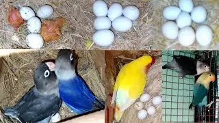 Love Bird Ki 100% Progress First Clutch Dil Khush Ho Gaya