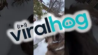 Curious Dog Smells Snow || ViralHog