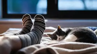 LIVE 😴 Soft Chillhop for Sleepy Cats 🐾