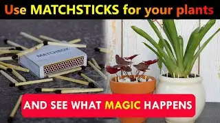 Use MATCHSTICKS For Your Plants And See What Magic Happens 🔥