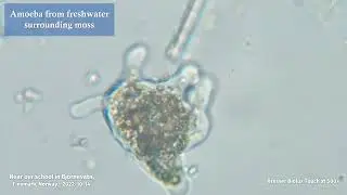 Amoeba | ClassWork | Texperts Solutions