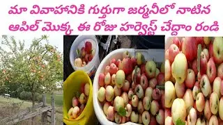 German lo maa marrege ki gurthuga natina apple tree harvesting @german telugu flogs