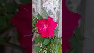 Desi Rose Plant / Red Rose flower / गुलाब का पौधा / गुलाब के फूल #shorts #short #rose