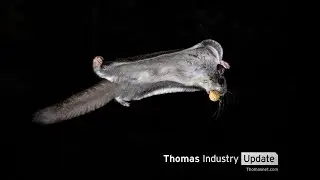 Researchers Crack Agility Nut With Flying Squirrel Drone