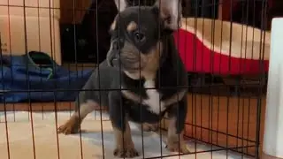 Diamond The Isabella French BullDog 
