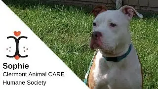 Sophie: Clermont Animal CARE Humane Society