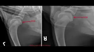 3D Small Animal Imaging July 14 2021