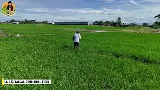 La Paz Tarlac Demo Trial Field Second Application of Dumangan Prime Fertilizer (2/3)