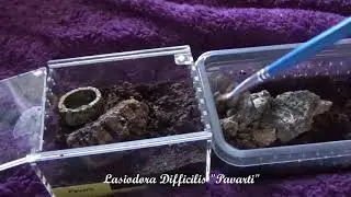 Rehousing some tarantulas