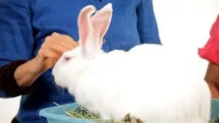 Do Rabbits Get Along with Other Pets? | Pet Rabbits