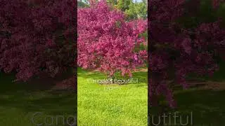 #ytshorts Canadas beautiful plants 🇨🇦#youtubeshorts (Eastern redbud)
