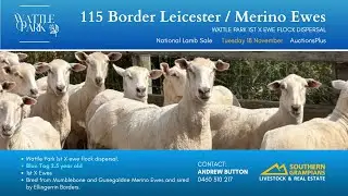 115 Border Leicester/Merino Ewes - AuctionsPlus National Sheep Sale,  Tuesday 18 November 2025.