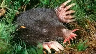 The Weirdest Nose in the Animal Kingdom?