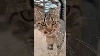 Funny Cute Cats You Can’t Stop Watching 🐾😹#cat#catlovers #viralvideo 