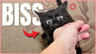 6 WICHTIGE Gründe, warum deine Katze dich beißt 🔥