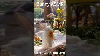 Bunny ASMR / Autumn Ambience - Cute and Funny