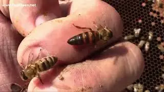 It&rsquo;s Crazy What Bees Do When They Reject the Queen