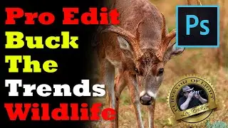 Pro Edit - Buck the Trends Wildlife - Removing distractions Photoshop Edit