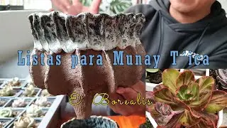 Ful actividad suculenta antes de volar #arte #macetas #suculentas #viaje