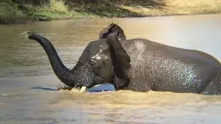 Today We Learned That Elephants Swim... and They Do It For Fun!