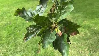 Sessile oak - leaves - July 2024
