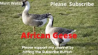 African Goose Calls | African Goose sounds | African Geese | goose sound effect